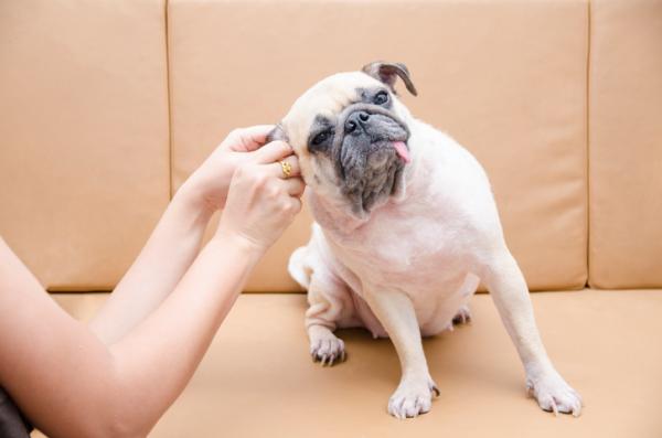 Horners syndrom hos hunder - Symptomer og behandling - Hvordan forebygge Horners syndrom hos hunder?
