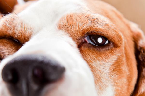 Horners syndrom hos hunder - Symptomer og behandling - Symptomer på Horners syndrom hos hunder