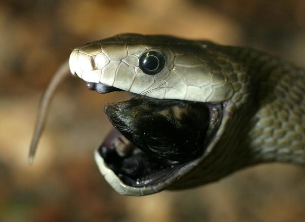 Den svarte mambaen, den giftigste slangen i Afrika - Jakten på den svarte mambaen