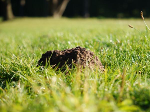 Hvordan drive vekk føflekker?  – Hvorfor har jeg føflekker i hagen?