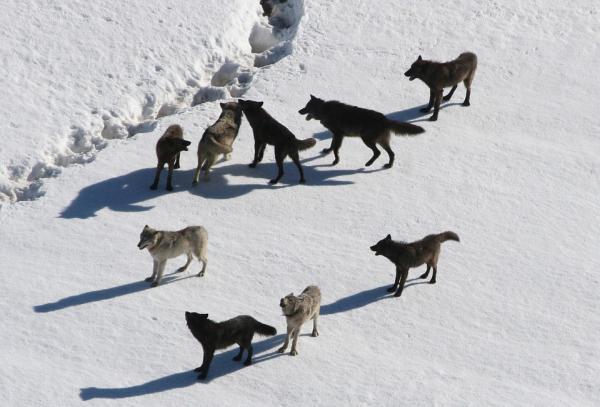 Er det sant at ulv angriper mennesker?  – Hvordan redusere ulveangrep på mennesker?