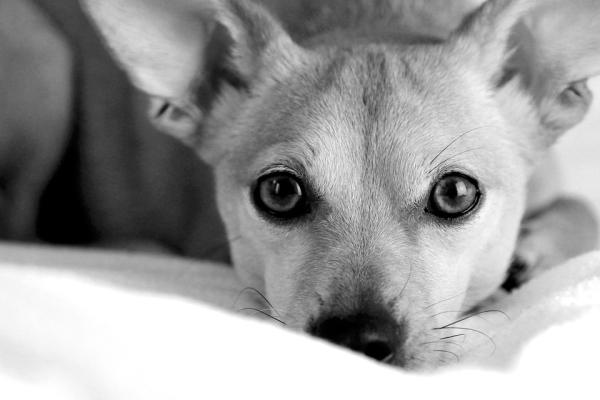 Pica syndrom hos hunder - atferd, symptomer og behandling - behandling av Pica syndrom hos hunder