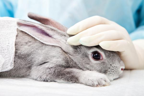 Vestibulært syndrom hos kaniner - Symptomer og behandling - Hvordan kurere vestibulært syndrom hos kaniner?  - Behandling 