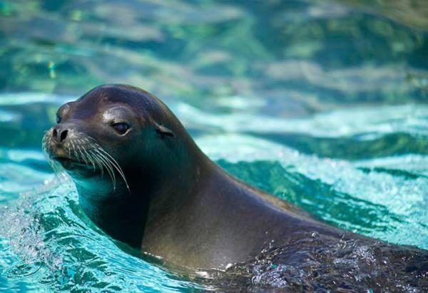 Baja California Marine Animals - Guadalupe Sea Bear