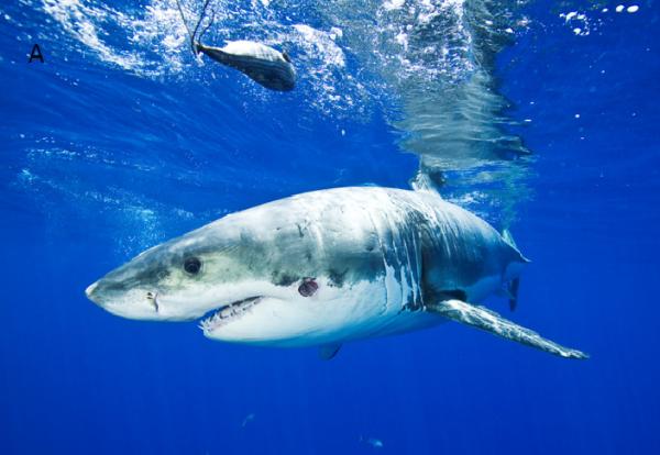 Baja California Marine Animals - White Shark