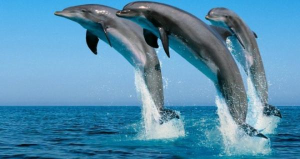 Baja California Marine Animals - Bottlenose Dolphin