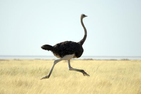 Hva er den raskeste fuglen i verden?  – Hva er den raskeste fuglen på land?