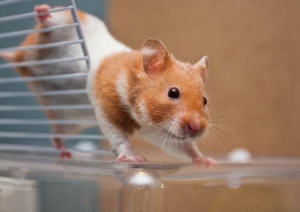 Symptomer på at en hamster skal dø – Hvor lenge lever en hamster?