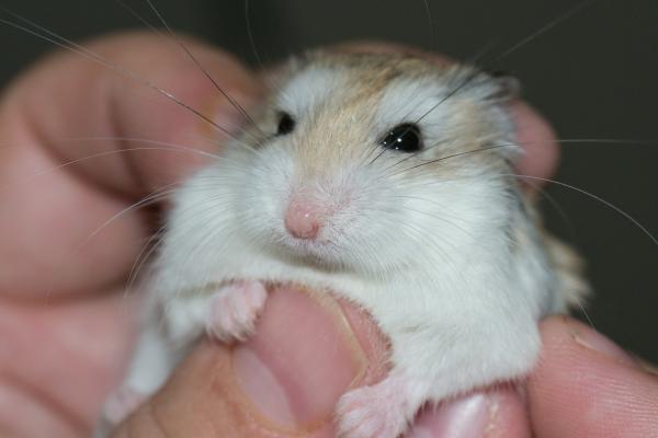 Symptomer på at en hamster skal dø - 5 symptomer på død hos hamstere