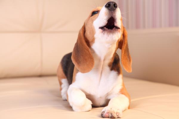 I hvilken alder begynner hunder å bjeffe?  – Hvordan kontrollere bjeffingen av hunden?