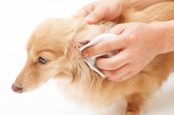 Døvhet hos hunder – årsaker, symptomer og behandling – hvilke symptomer har en døv hund?