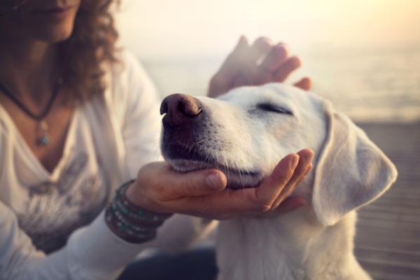 Døvhet hos hunder - årsaker, symptomer og behandling - Finnes det noen behandling for døvhet hos hunder?