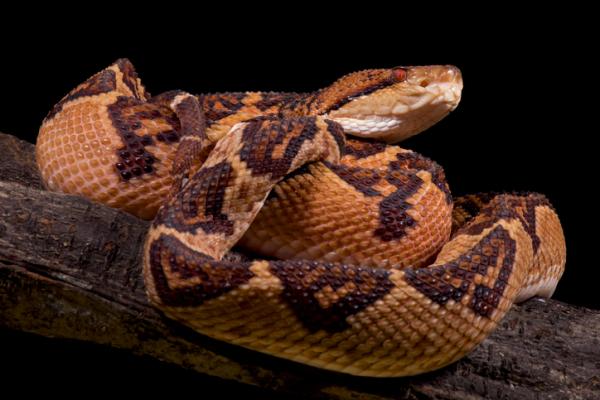 De 10 største slangene i verden - 3. Stum klapperslange