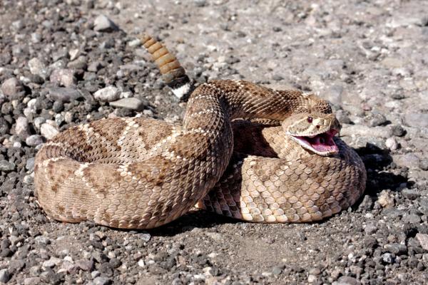 De 10 største slangene i verden - 1. klapperslange 