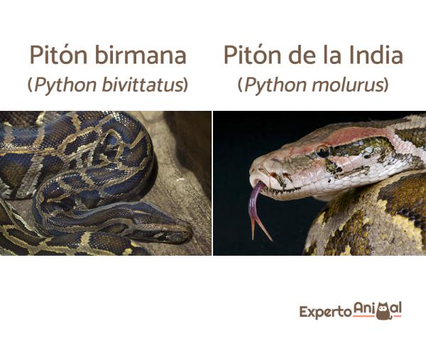 Topp 10 største slanger i verden - 9. Indisk Python og Burmesisk Python