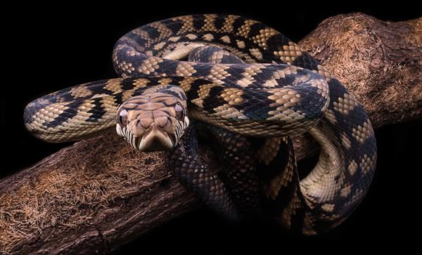 Topp 10 største slanger i verden - 7. Australian Amethyst Python