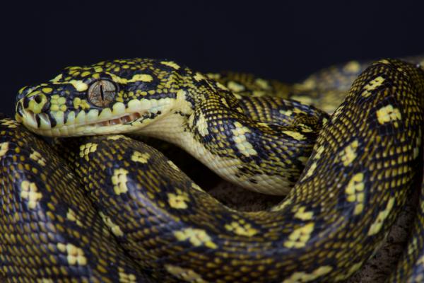 De 10 største slangene i verden - 6. Diamantpyton