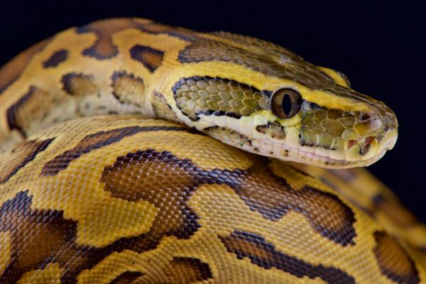 De 10 største slangene i verden - 8. Sheba python