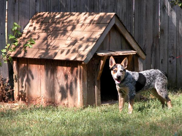 Tips for valg av hundehus - Utformingen av hundehusene