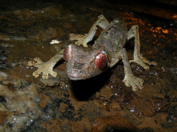 Dyr med store øyne - 10. Satanic Leaf-tailed Gecko