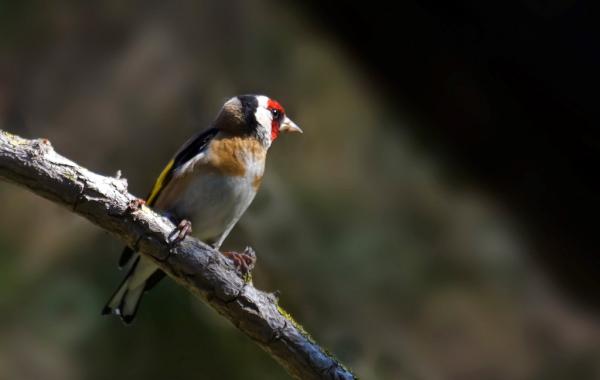 De 5 fuglene som synger best - 1. Gullfinken