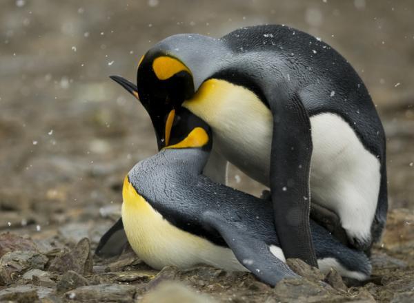 Emperor Penguin Inkubasjon og miljø - Emperor Penguin Reproduksjon