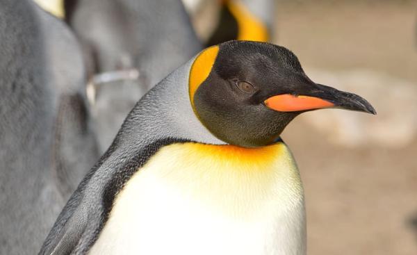 Emperor Penguin Inkubasjon og miljø - Keiserpingvinens egenskaper