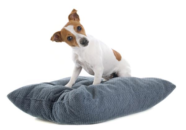 Hvorfor klør hunder i bakken?  - Kløer hunden sengen eller gulvet på rasteplassen?
