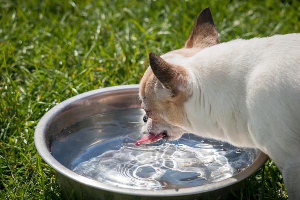 Hjemmelaget serum for dehydrerte hunder - Hvordan hydrere en hund?