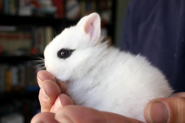 Hvorfor slikker kaninen min seg selv?  – Kaninen legger hodet mellom fingrene våre