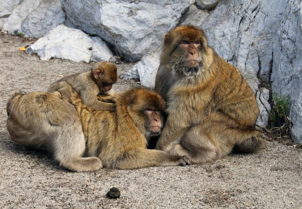 Hvorfor er det aper på Gibraltarklippen?  - Kjennetegn på Gibraltar-apen, Macaca sylvanus