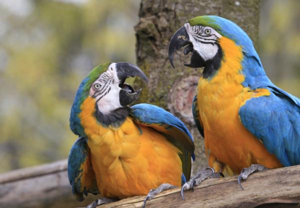 Hvorfor snakker papegøyer?  – Hvorfor imiterer papegøyer?