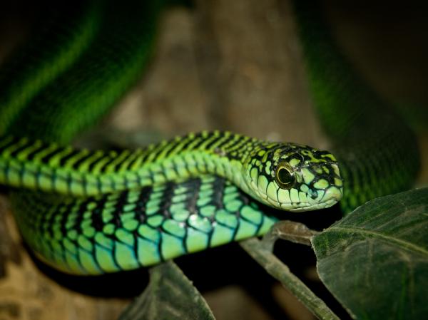 Forskjellen mellom slange og slange - Hva er slanger?