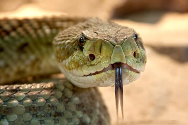 Forskjellen mellom slange og slange - Slangenes verden
