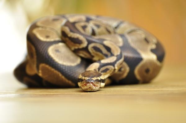 Forskjellen mellom slange og slange - Er du interessert i slangens verden?