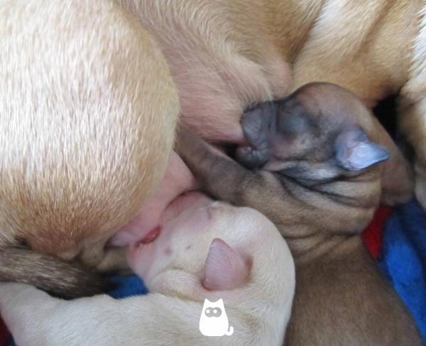 Når åpner hundevalper øynene?  – Nyfødte hunder er blinde