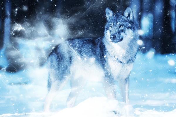 Stiger hunden ned fra ulven?  – Tilhører tamhunden og ulven samme art?