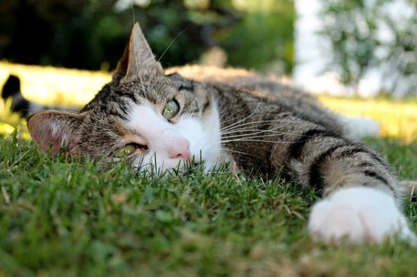 Typer anemi hos katter - Typer anemi og hvorfor det skjer
