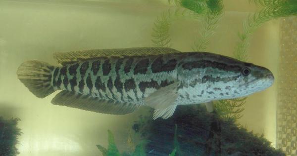 Fisk som puster ut av vannet - nordlig slangehodefisk