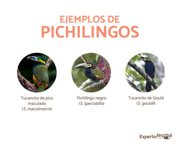 Typer tukaner som finnes - Pichilingos eller tukaner (Selenidera)