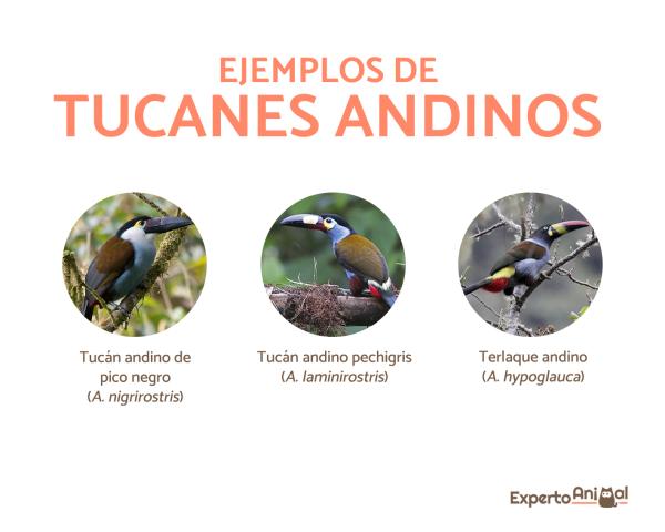Typer av tukaner som finnes - Andinske tukaner eller terlaques (Andigena)
