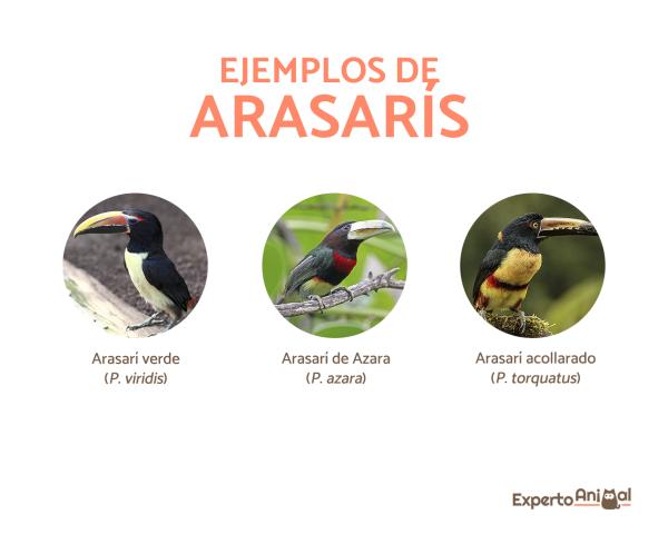 Typer tukaner som finnes - Arasarís eller pichís (Pteroglossus)