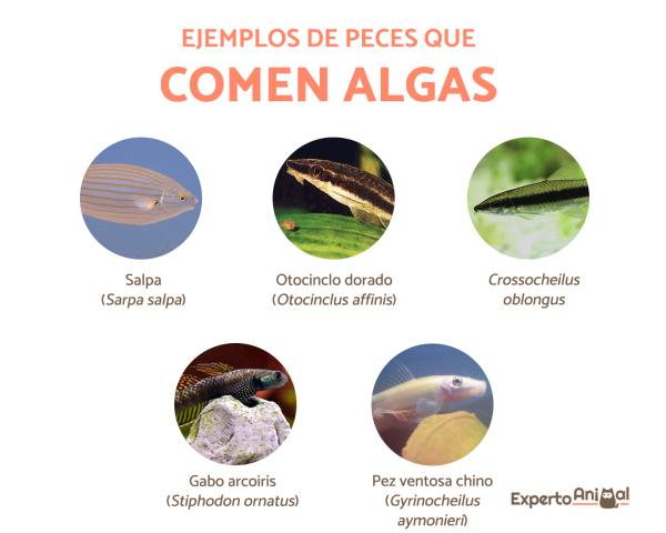 Fisk som spiser alger - Navn og eksempler - Navn på fisk som spiser alger