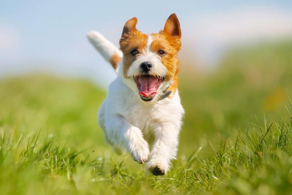 Hvordan viser hunder sin hengivenhet?  – 2. Kroppsspråket hans er veldig positivt 