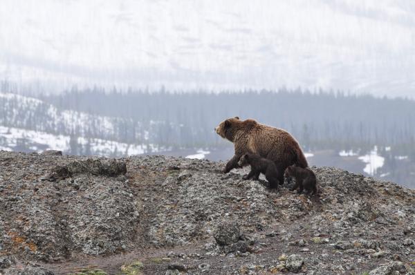 Hva er dvalemodus og hvilke dyr går i dvale?  – Og bjørnene, går ikke i dvale?