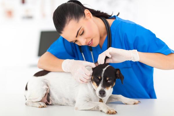Hudsvulster hos hunder - Forebygging