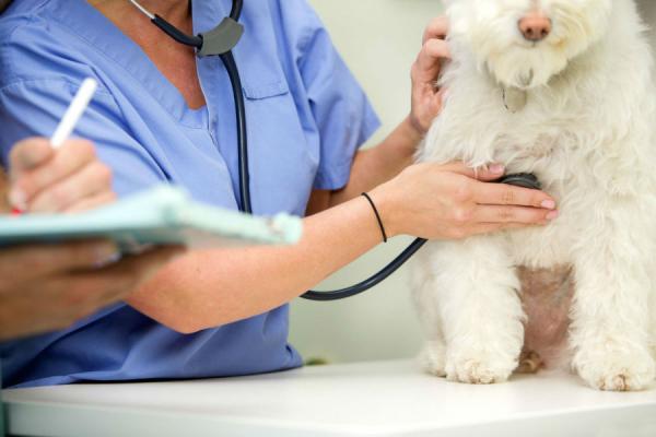 Hormonelle svulster hos hunder - Hva er behandlingen for hormonelle svulster hos hunder?