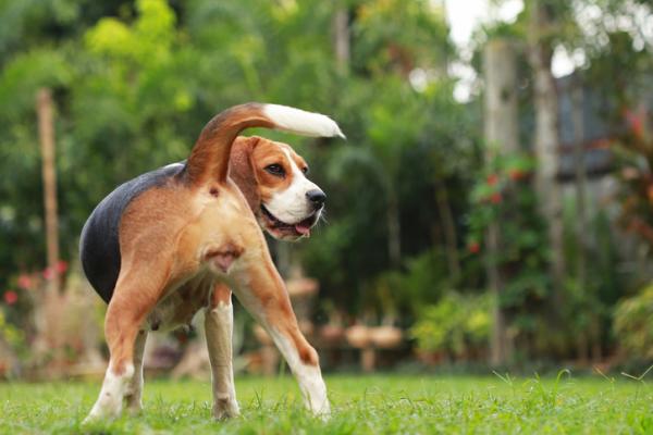 Kan en sterilisert hund være brunst?  – Hva er sterilisering hos hunder?