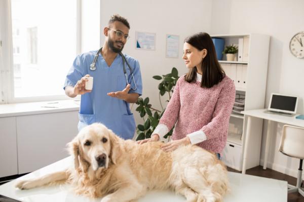 Svart oppkast hos hunder - Årsaker og behandlinger - Behandling av svart oppkast hos hunder