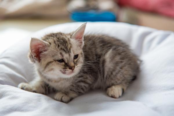 Oppkast og diaré hos katter - Årsaker, behandling og hjemmemedisiner - Oppkast og diaré hos babykatter